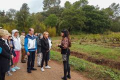 A tour of the vineyards